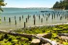 Washington State, Megler. Astoria Bridge. Columbia River. Seaweed covered piling, rocky beach. Art Print